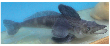 Icefish. Image from the paper by Near et al.