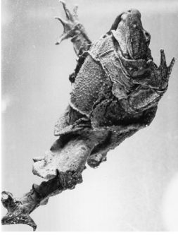 Titicaca frog. Image from Hutchison's paper.