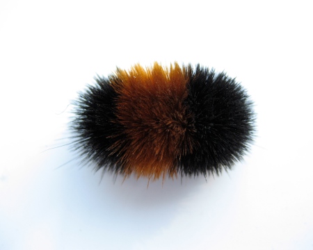 A woolly bear caterpillar. Image from Wikipedia. NB: probably not the exact same species as in the study in question