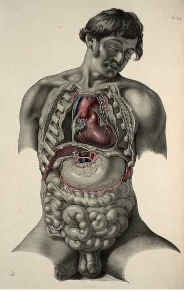 Dissection of the thorax and abdomen, shown in situ. Joseph Maclise, 1856.