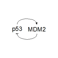 p53 MDM2
